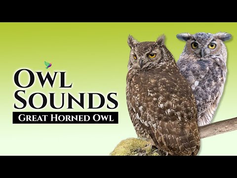 GREAT HORNED OWL🦉15 Minutes With the Best Owl Sounds. #animals #birds #owls