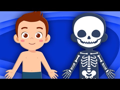 Learn ALL About Your Skeleton | Human Body Songs For Kids | KLT Anatomy