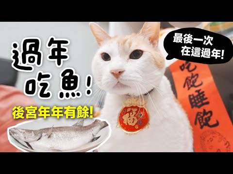 【黃阿瑪的後宮生活】過年吃魚！後宮年年有餘！