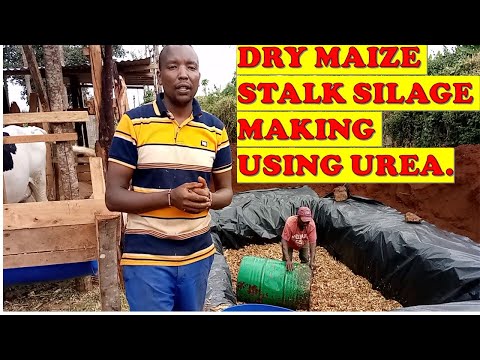 HOW TO USE UREA TO MAKE DRY MAIZE STALK SILAGE