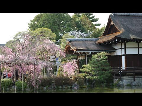 京都賞櫻：平安神宮八重垂柳櫻、圓山公園夜櫻