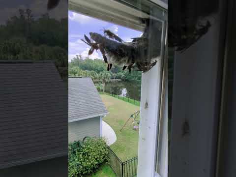 Unbelievable Wasp Nest #wasp