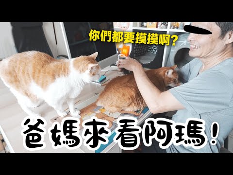 【黃阿瑪的後宮生活】爸媽來看阿瑪，貓都還記得他們嗎？