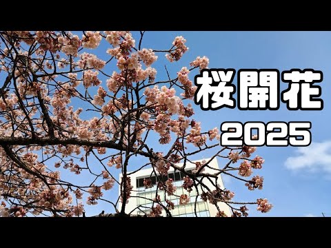 【桜開花】寒桜が満開です/徳島/2025