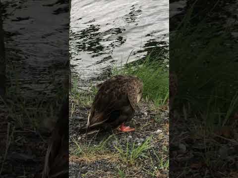 Yarn of the duck #birds