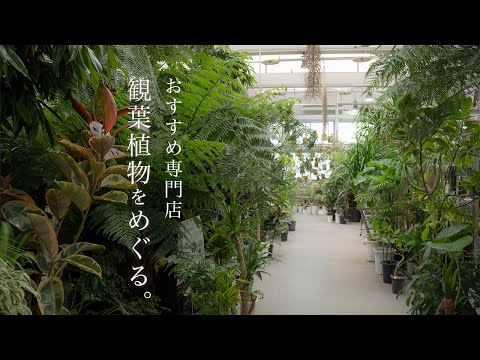 観葉植物おすすめ専門店をめぐる/大型植物と綺麗な鉢を買いました！/模様替え