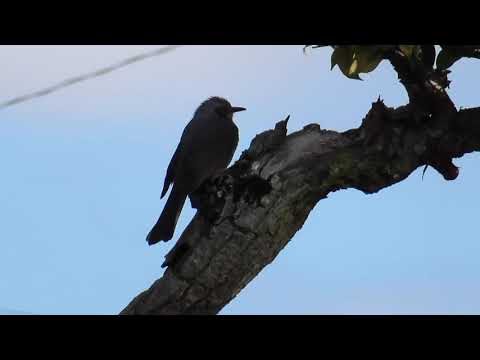 【4K】【ASMR】【BGM】Bird Residence at Hinuma Nature Park: 涸沼自然公園の鳥たち