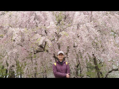 日本三大賞楓名所（弘前公園）賞櫻紀行：一天內從桃園機場飛東京成田機場，再用JR東北pass，一路從成田機場、東京車站、新青森車站、弘前車站，到弘前公園賞櫻