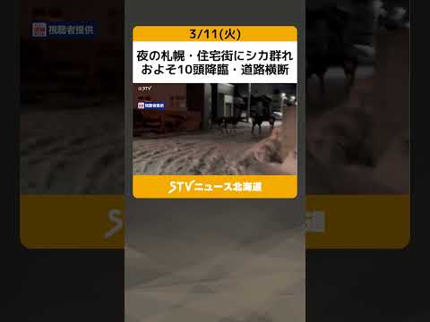 夜の札幌・住宅街にシカ群れ　およそ10頭降臨・道路横断 #shorts