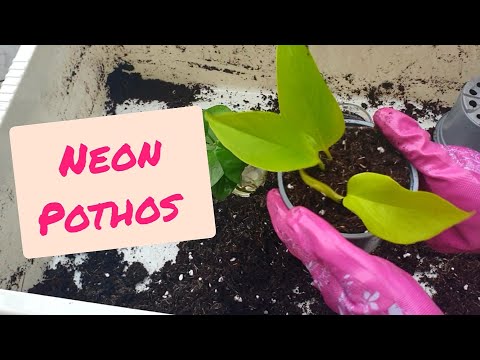 Neon Pothos Edition - How to Get Houseplants Inexpensively - UK