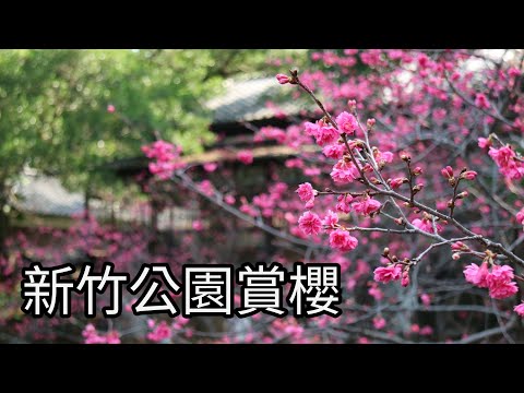 新竹公園賞櫻4K（2025.02.17）