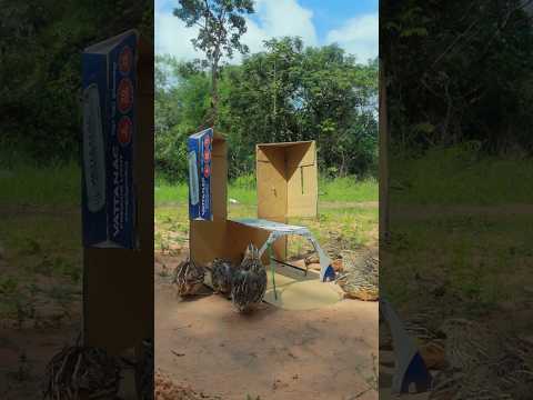 Creative 3 keys Effrctive Underground Quail trapping With Cardboard Box #shorts #ytshorts