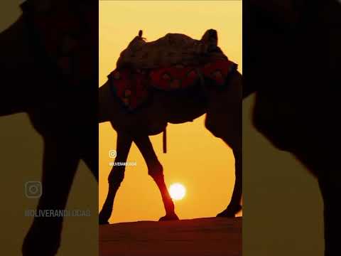 Animal Adventure for Kids! Camel Riding in Morocco #shorts #morocco #oliverandlucas