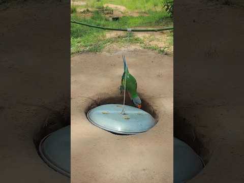 Unbelievable Good Parrot Trapping Effective #birdtrap #ytshorts #shortvideo