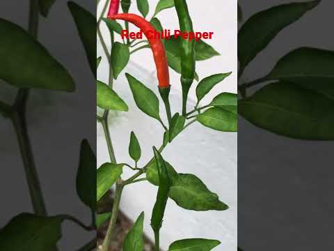 99  Types of plants in my garden | Red chili pepper #shorts