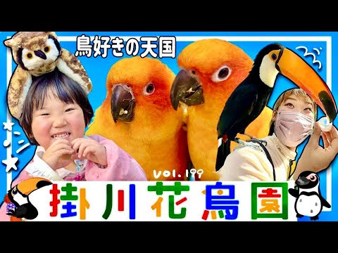 "Kakegawa Kachouen" 🦅Even 4 years old can put an owl on your hand⭐️[vol.199]Shizuoka trip