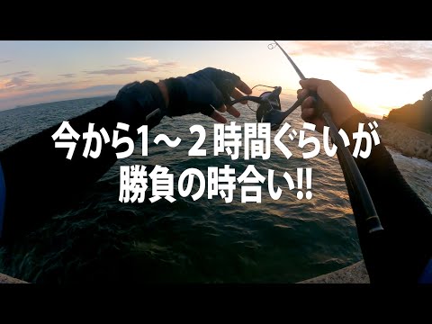 夕暮れの愛知県知多半島で“秋イカ”エギング／南知多で新子アオリイカを釣る!!【午後の部・秋の海釣り】