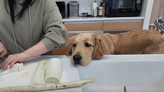 I'm fascinated by my sister's cooking. [Golden Retriever Japan]