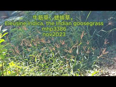 牛筋草，蟋蟀草，Eleusine indica, the Indian goosegrass mhp3386 nov2023