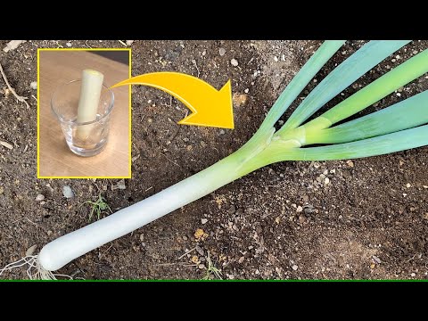 How to regrow green onions from kitchen scraps