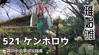 【ポケGO動くポケモンずかん】521ケンホロウ♂｜雉始雊（きじはじめてなく）｜七十二候｜第六十九候｜森の中の家＠淡路島｜水仙｜Unfezant｜AR動画