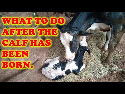 What to do after Calf has been born