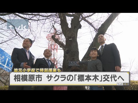 相模原市　サクラの標本木が交代　地元小学校で特別授業も