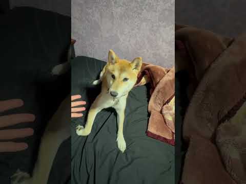 柴犬 三太君　俺の城①