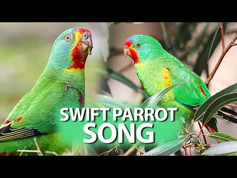 SWIFT PARROT Sounds - 432hz Sounds - Birds with the sound of water in the background.