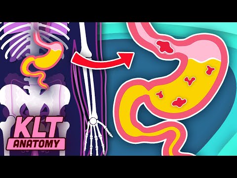 YOUR Stomach Digests The Food You Eat! | The Stomach Song | KLT Anatomy