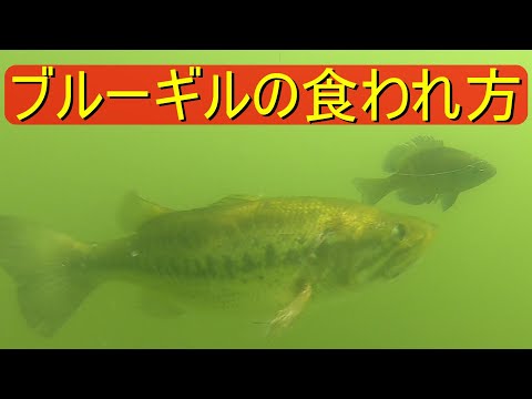 【水中映像】ブルーギルを捕食する、ブラックバス！