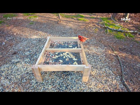 Scrap wood/thrift store bird feeder