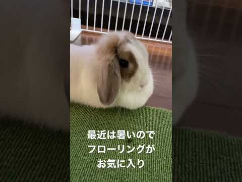 うさぎからお菓子に進化したうさぎ #shorts #うさぎ #ロップイヤー