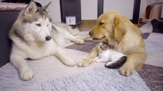 ゴールデンレトリバーが同意するまで絶対に子猫に手を出さないハスキー犬