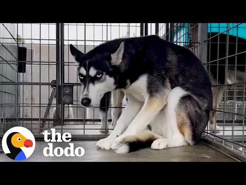 Husky Who Got Dumped For Being "Too Much" Gets Adopted | The Dodo