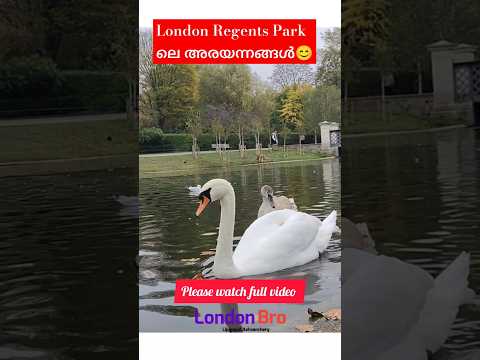 London Regents Park ലെ അരയന്നങ്ങൾ #ukmalayali #regentspark #shortsfeed #ukmalayalamvlogs #shorts