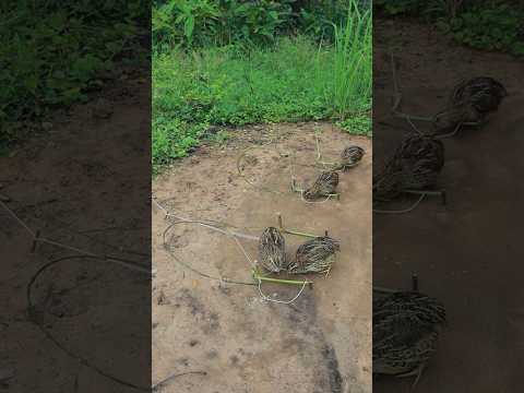 Best Creative Quail Trap Technique #birds #shortvideo #techniqueuniquetrap