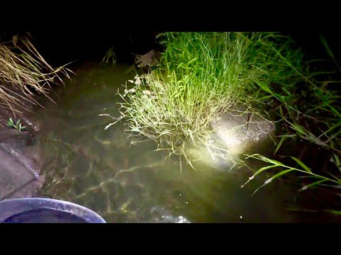 Catching Premium Eels in a Muddy Japanese River