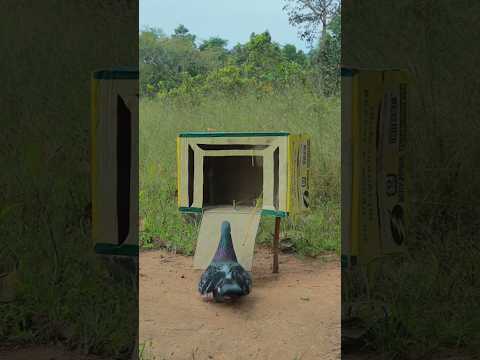 I Spent 24 Hours Building a Creative Bird Trap and Here's What Happened #youtubeshorts #shortvideo