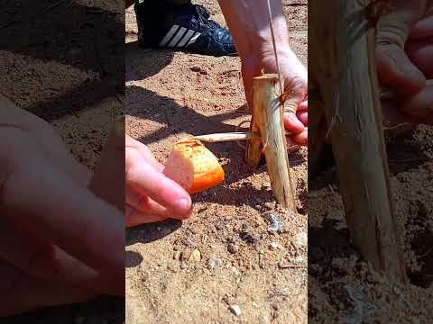 A THREE-MINUTE SURVIVAL TRAP  #woodworking #trap #diy #bushcraft