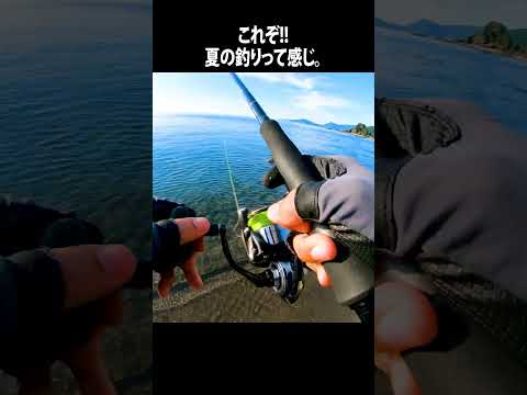 真夏のライトショアジギング #ワカシ #ツバス #ライトショアジギング #若狭湾 #日本海 #fishing #魚釣り