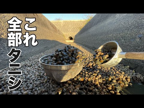 大量発生したタニシでうめつくされた水路がヤバい