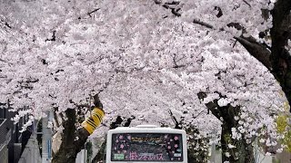 神戸市灘区の桜トンネル