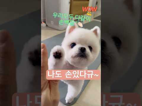 👏🏻강아지도 할수있어👏🏻#우리모두 #다함께 #강아지손#강아지쇼츠 #cutedog #cúncondễthương