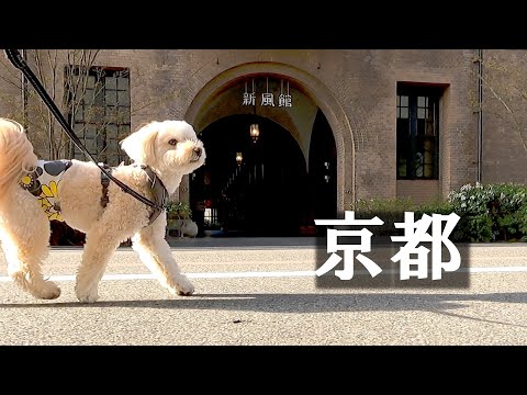 Kyoto🐕Aneyakoji Street Walk & Gourmet 🥗Let's walk together through the quaint street/#kyoto japan