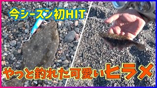 【ヒラメ調査】北海道/噴火湾/道南(日本海)：息子には負けられない戦いがある？！