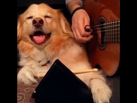 Dog Plays Drums - Best of Trench and Maple Vines pt.1