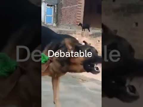 dogs vs cats Remake #fight