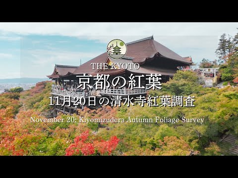 [Breaking News] November 20th,autumn foliage situation at Kiyomizu Temple!