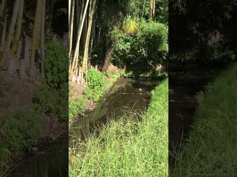 Sinuous stream line with crickets 🦗 #森の音 #nature